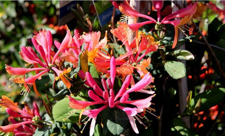 SAUSMEDIS 'GOLDFLAME'